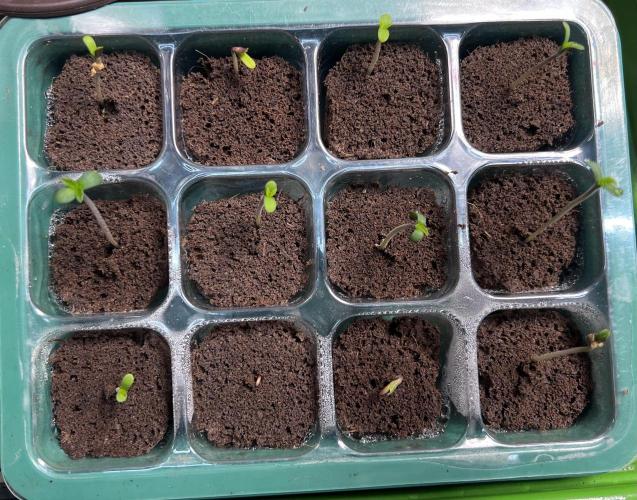 First Try. Week 0 - 100% Germination!