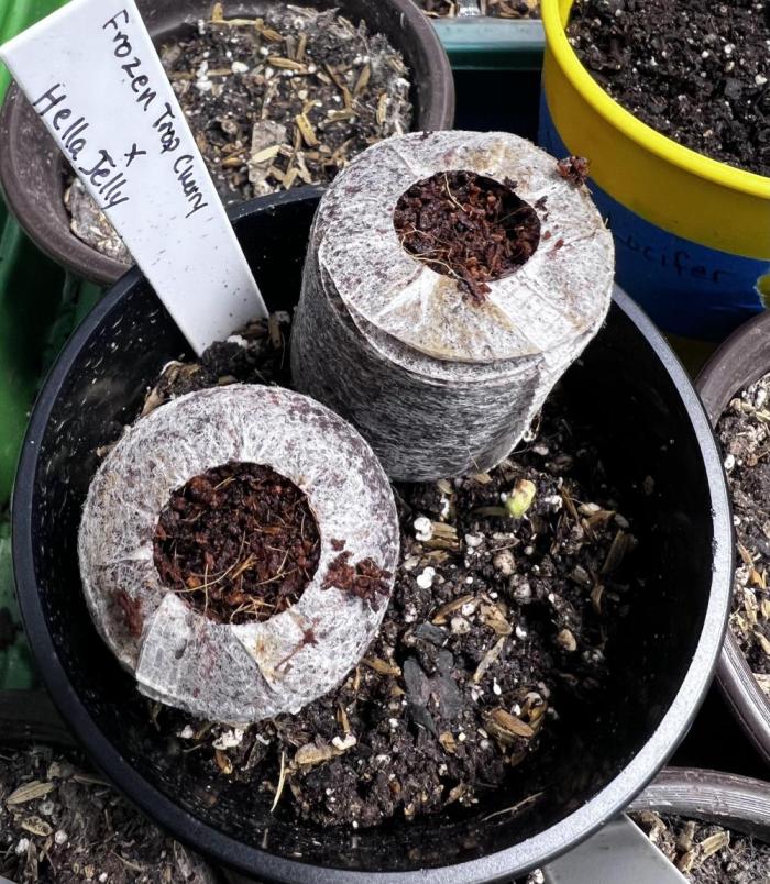 Curiosity Killed the Cat. Week 0