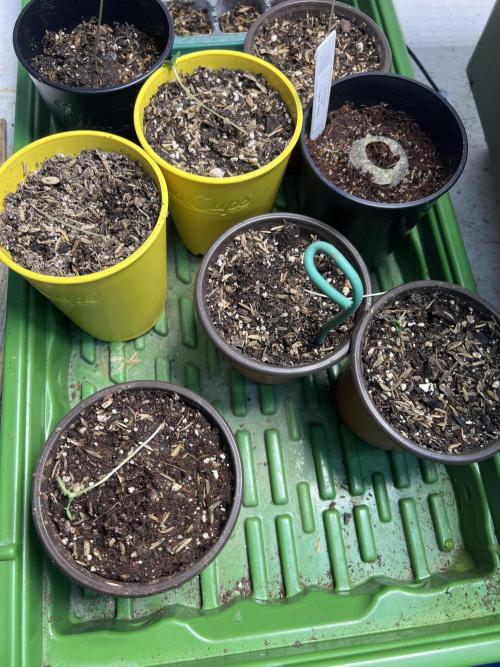 Curiosity Killed the Cat. Week 0