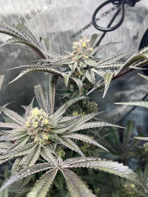 Bloom Tester. Week 12