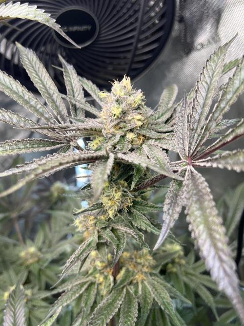 Bloom Tester. Week 12