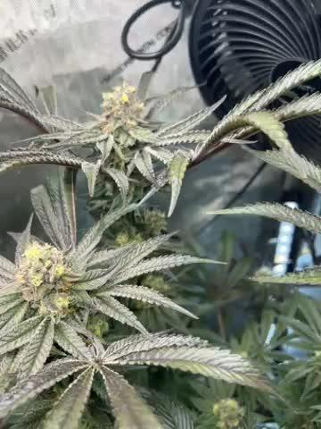 Bloom Tester