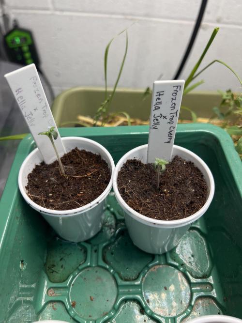 Curiosity Killed the Cat. Week 0 - These are the new sprouts 