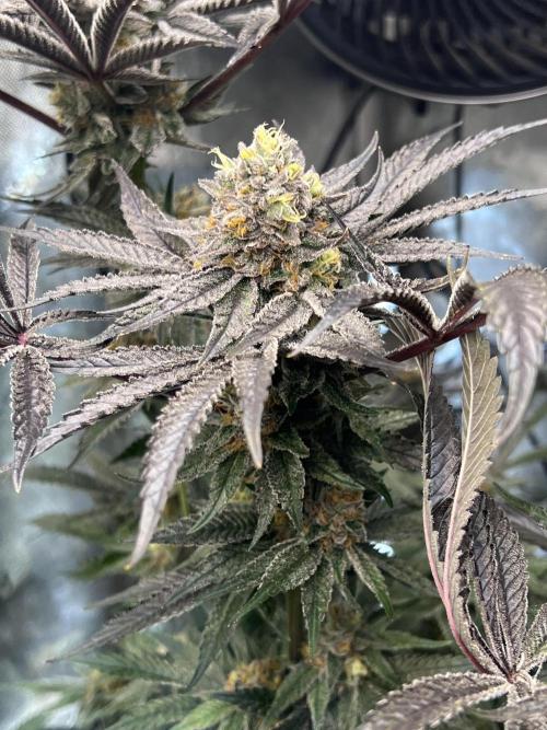 Bloom Tester. Week 13