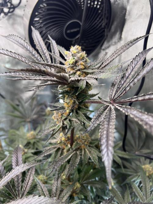 Bloom Tester. Week 13