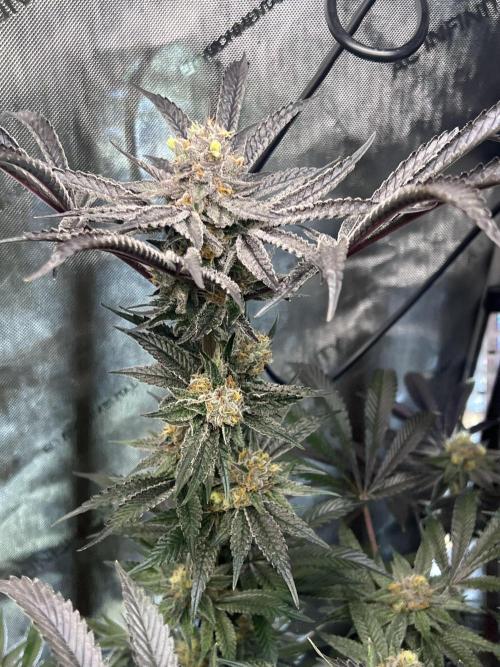 Bloom Tester. Week 14 - Right before harvest!