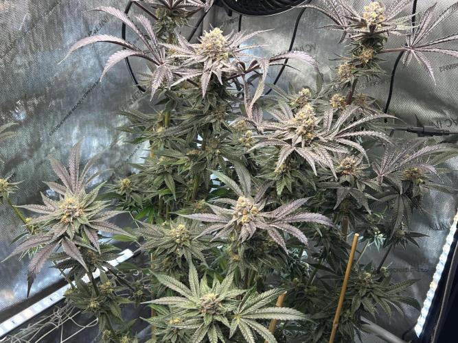 Bloom Tester. Week 14 - Right before harvest!