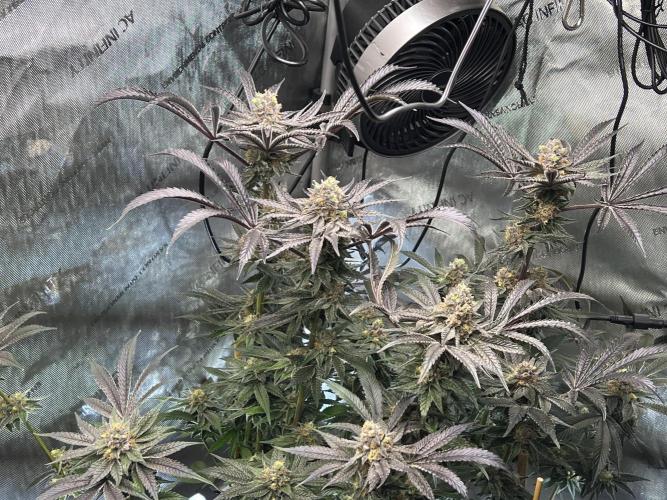 Bloom Tester. Week 14 - Right before harvest!