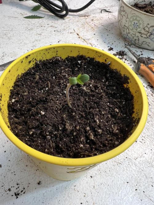 Take 2. Week 0