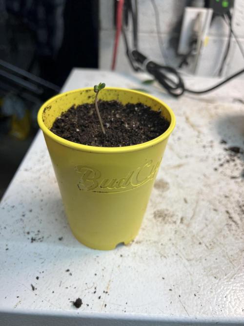 Granny Candy. Week 0
