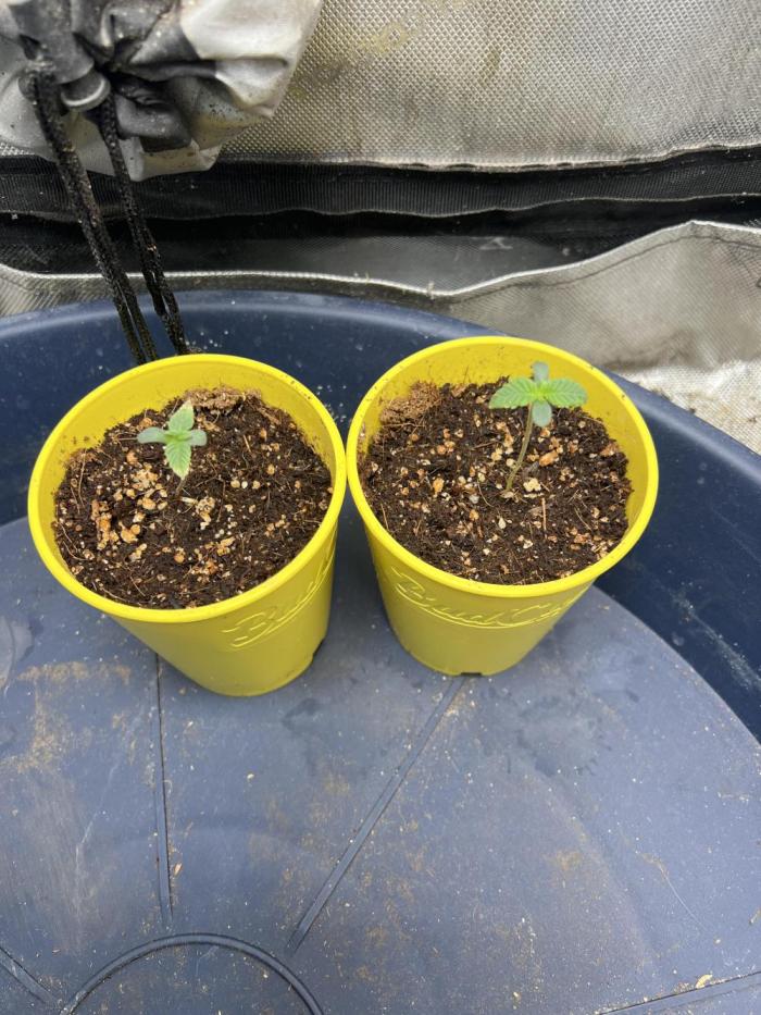Take 2. Week 1