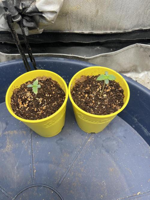 Granny Candy. Week 1