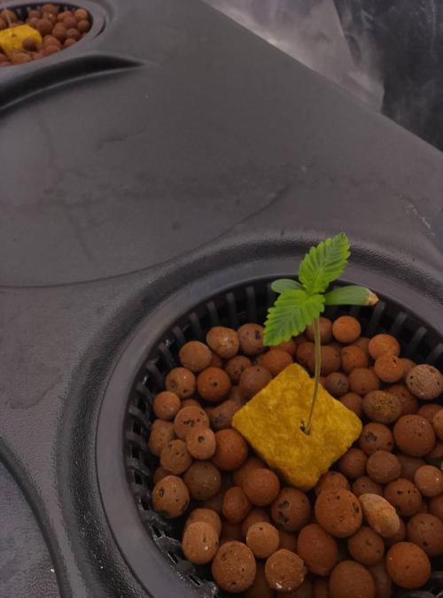 1st grow diaries diary. Week 0