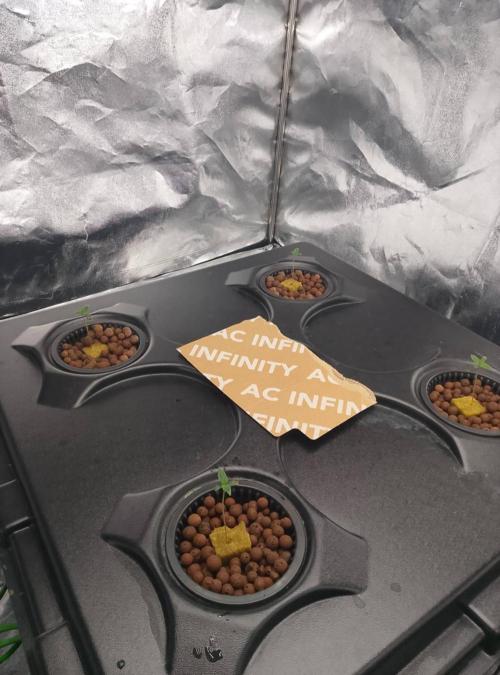 1st grow diaries diary. Week 0