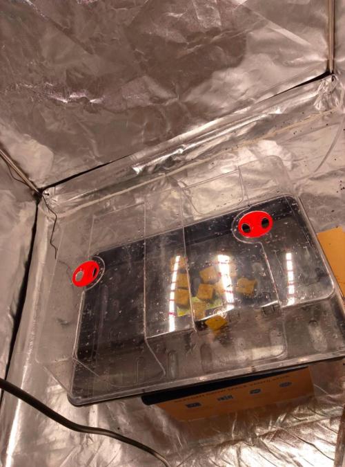 1st grow diaries diary. Week 0