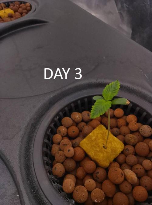 1st grow diaries diary. Week 1