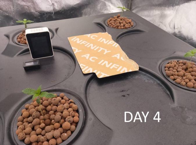 1st grow diaries diary. Week 1