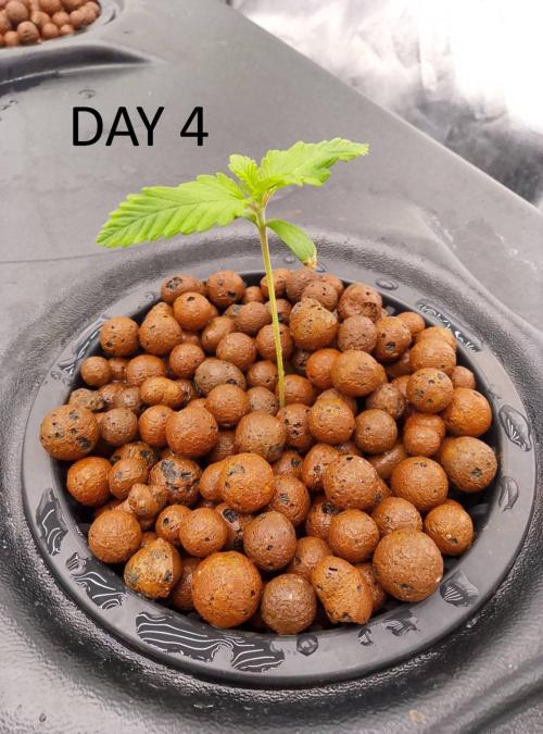 1st grow diaries diary. Week 1