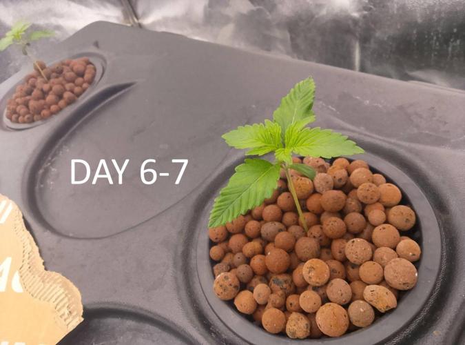 1st grow diaries diary. Week 1