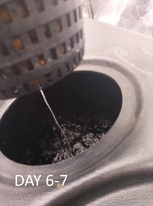 1st grow diaries diary. Week 1