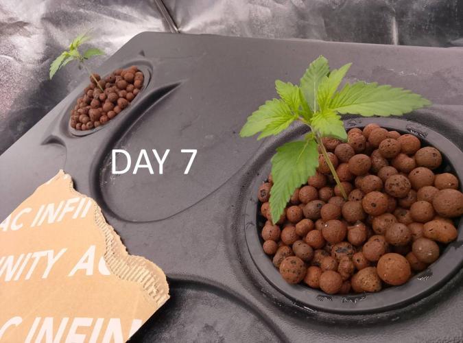 1st grow diaries diary. Week 1