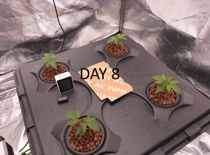 1st grow diaries diary. Week 2