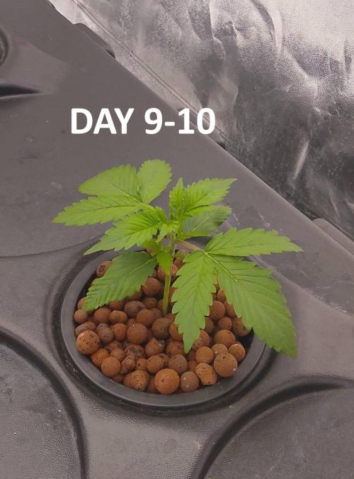 1st grow diaries diary. Week 2