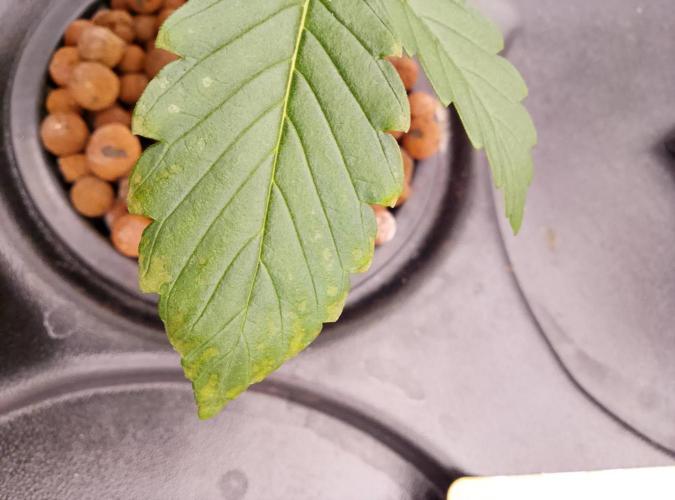 1st grow diaries diary. Week 2 - Day 11