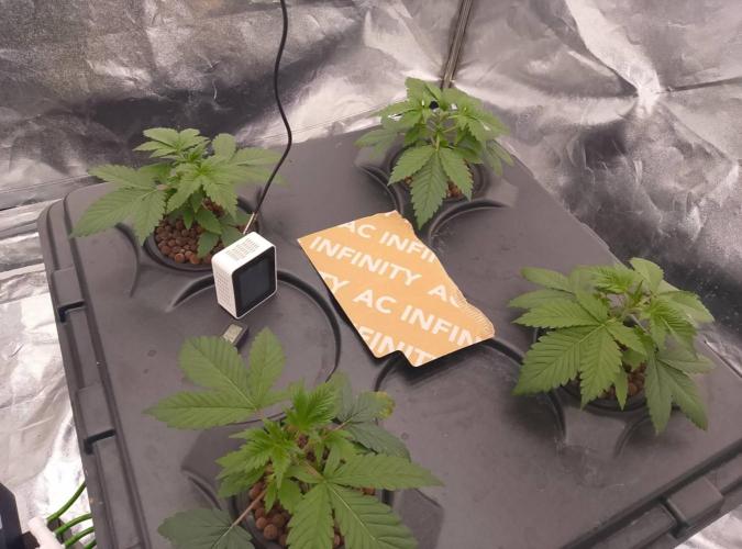 1st grow diaries diary. Week 2 - day 14