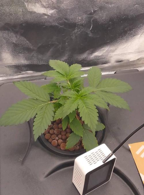 1st grow diaries diary. Week 3 - day 16