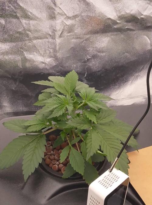 1st grow diaries diary. Week 3 - day 16