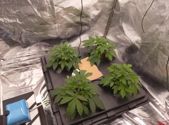 1st grow diaries diary. Week 3 - Day 18