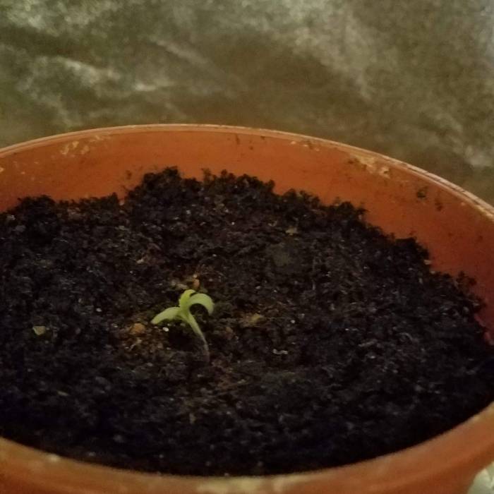 Auto mazar . Week 1 - Day 2 