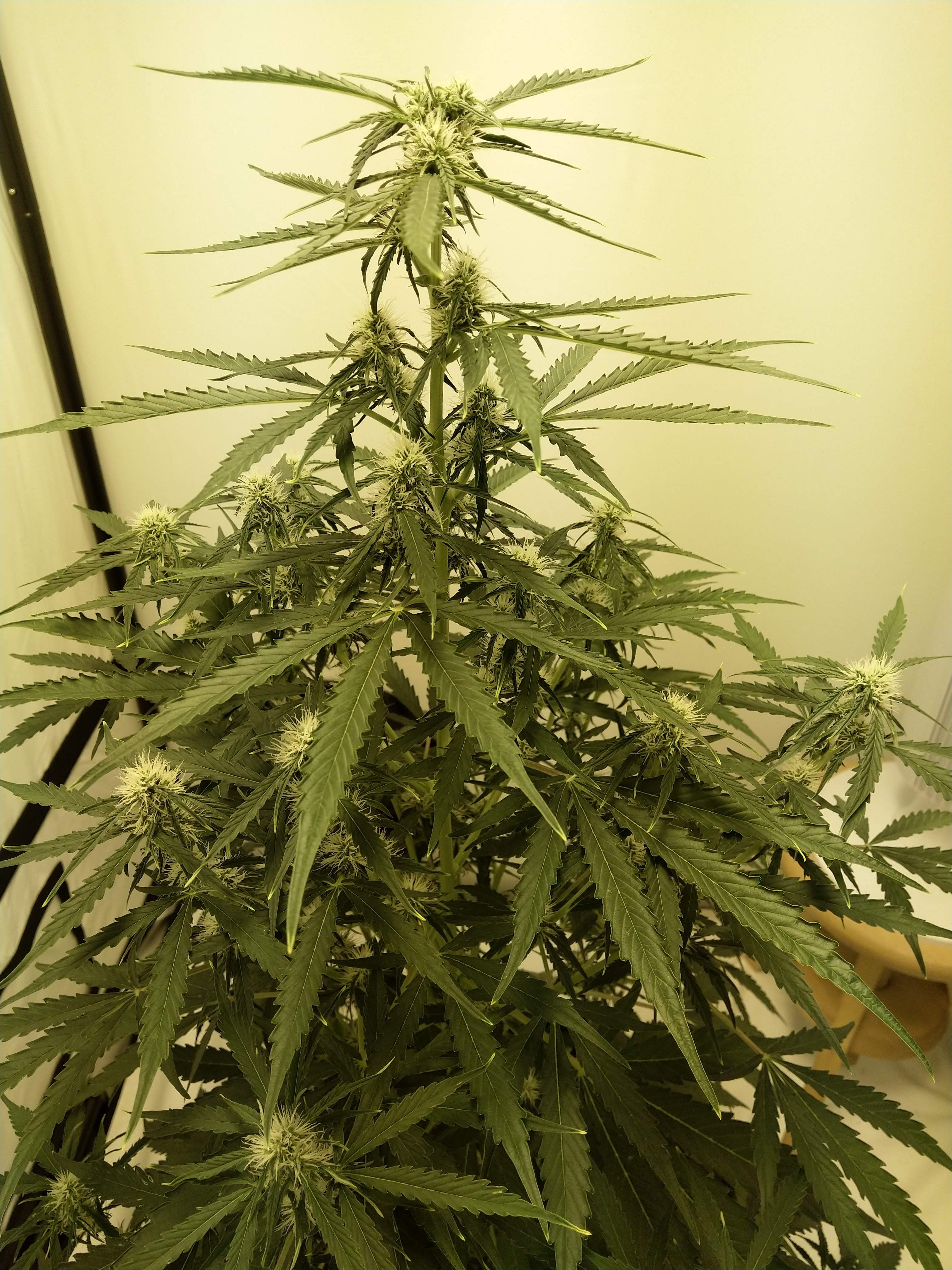 Barney's Farm Tangerine Dream Auto 2 grow diary (journal) week8 by