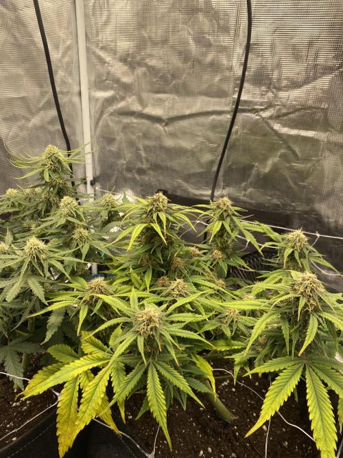 RQS Watermelon auto. Week 9