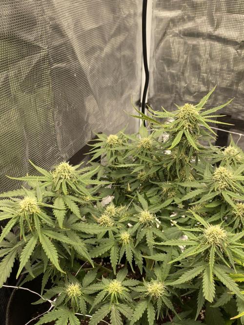 RQS Watermelon auto. Week 9