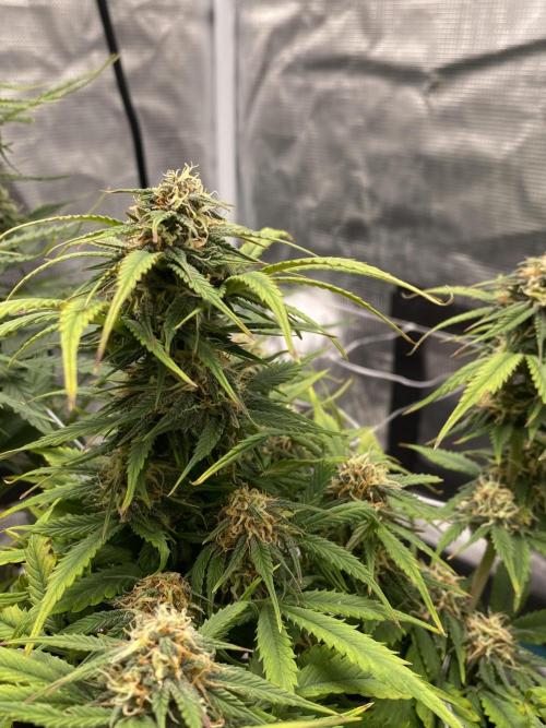 RQS Watermelon auto. Week 9