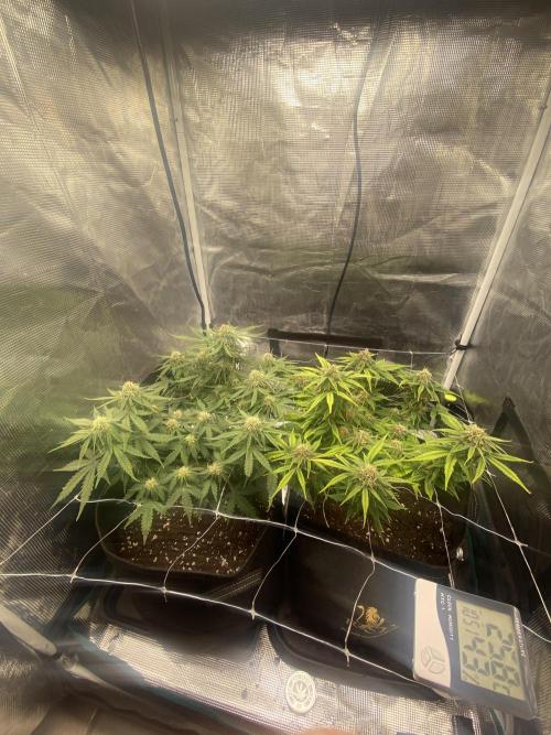 Watermelon Automatic. Week 9