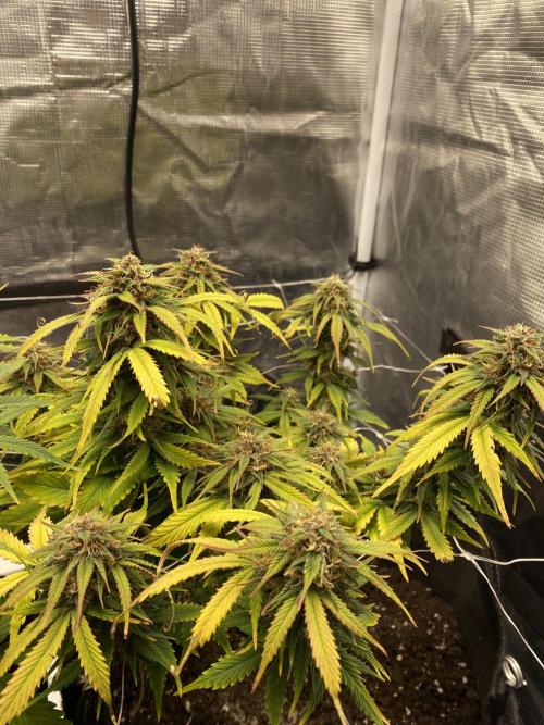 RQS Watermelon auto. Week 10