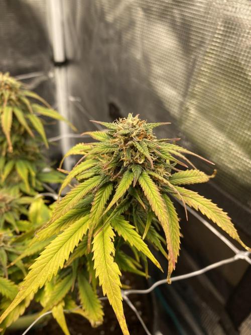 RQS Watermelon auto. Week 10