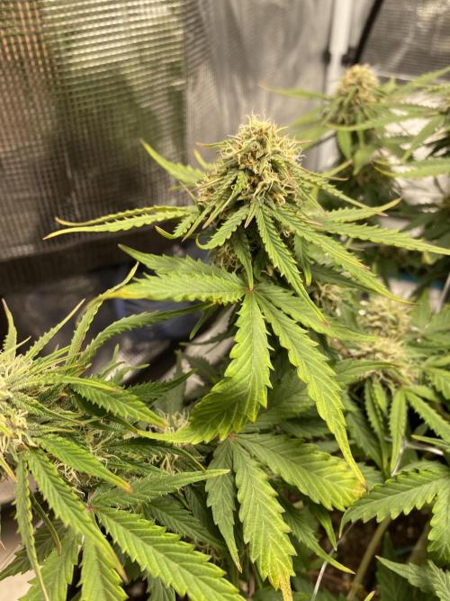RQS Watermelon auto. Week 10