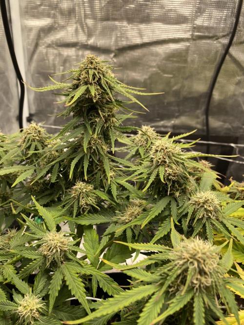 RQS Watermelon auto. Week 10