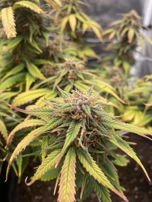 RQS Watermelon auto. Week 10