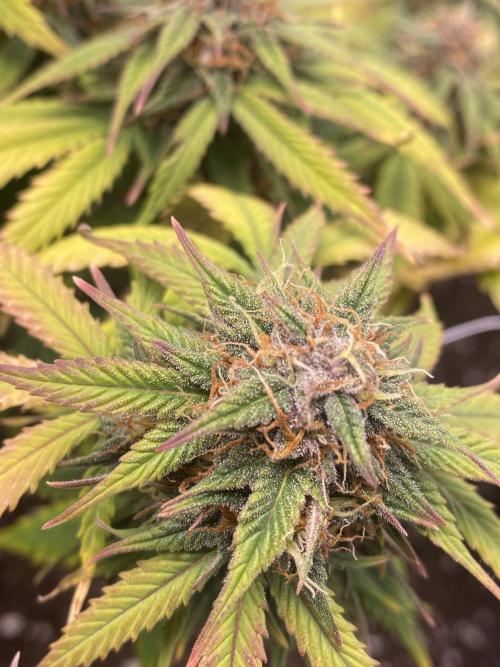 Watermelon Automatic. Week 10