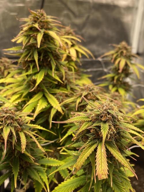 RQS Watermelon auto. Week 11