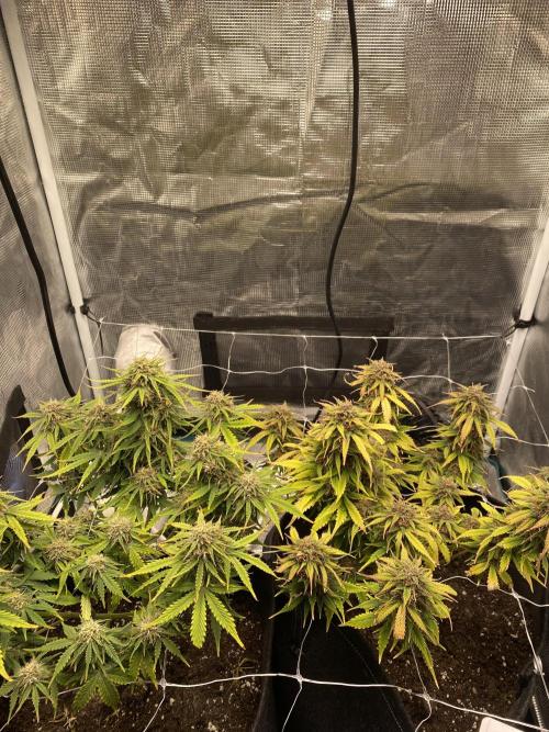 RQS Watermelon auto. Week 11