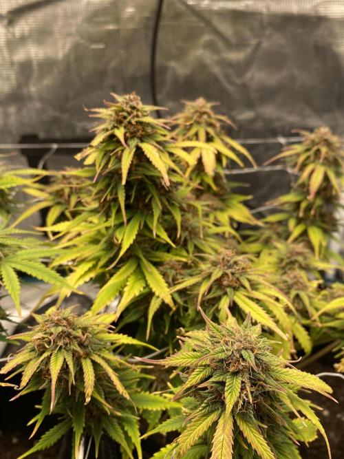 RQS Watermelon auto. Week 11