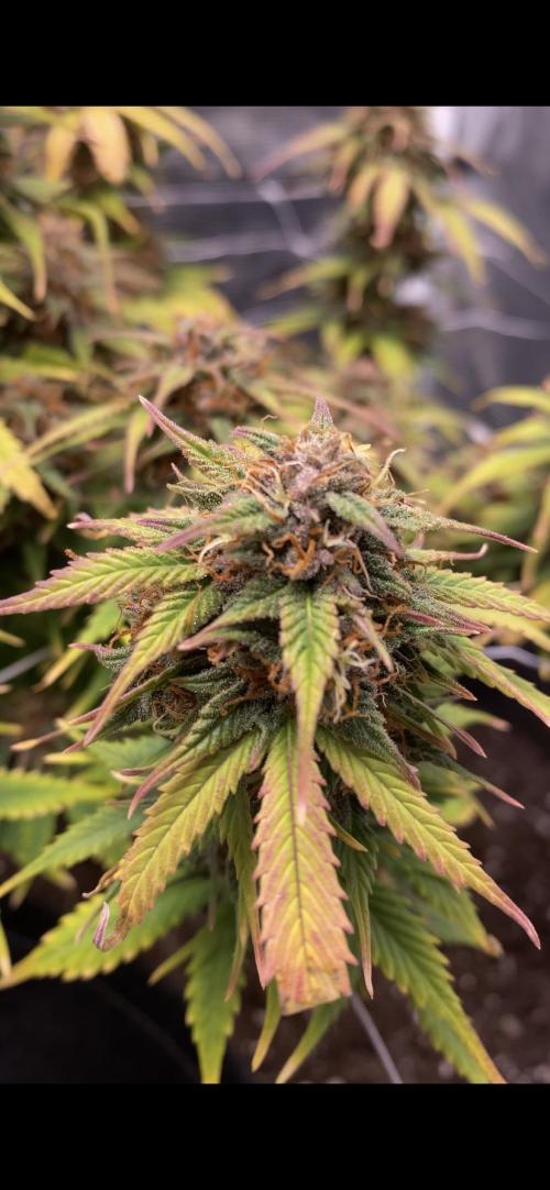 Watermelon Automatic. Week 11