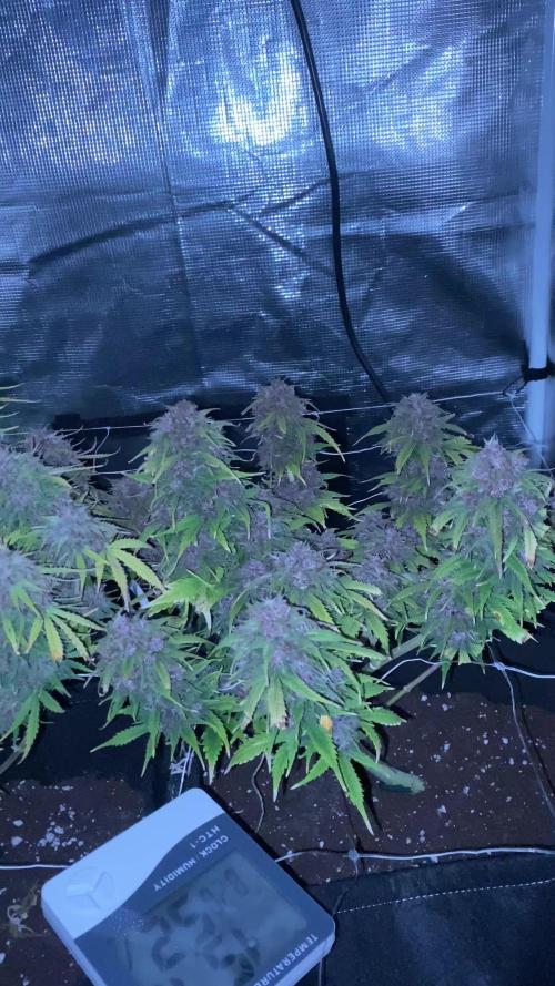 Watermelon Automatic. Week 12