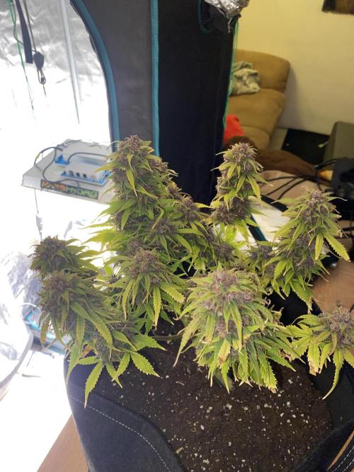 RQS Watermelon auto. Week 13